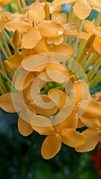 Yellow flower with attached raindrop