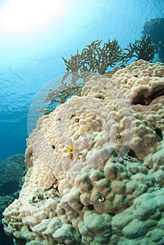 Tropical Hard coral formation.