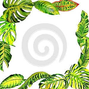 Tropical Hawaii leaves palm tree frame in a watercolor style isolated.