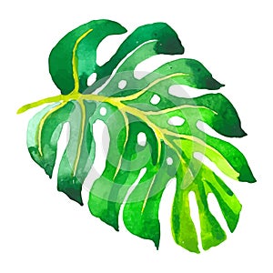 Tropical Hawaii leaves palm tree in a vector style isolated.