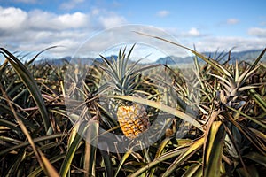 Tropical Hawaiian pineapples in a field on Oahu