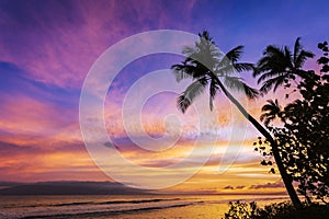 Tropical sunset sky with palm trees