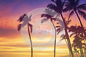 Tropical sunset sky with palm trees