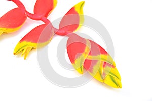 Tropical heliconia flower