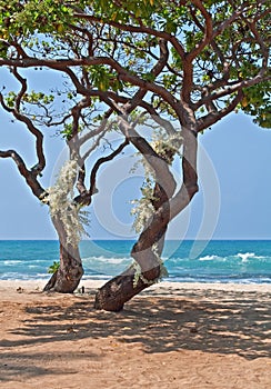 Tropical Heliotrope Trees with White Orchids on Beach