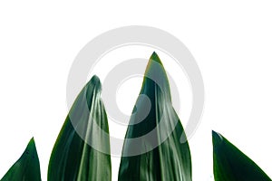 Tropical hemp plant leaves on white isolated background for green foliage backdrop