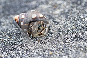 Tropical hermit crab