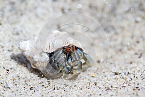 Tropical hermit crab