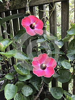 Tropical hibiscus on back porch