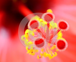 Tropical hibiscus flower macro red