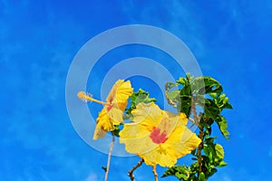 Tropical Hibiscus Flowers against Blue Sky Background