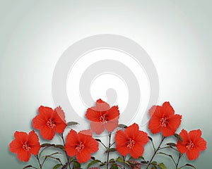 Tropical Hibiscus Flowers Border