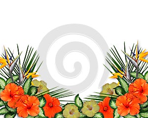 Tropical Hibiscus Flowers border
