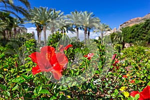 Tropical hibiscus flowers on Gran Canaria island