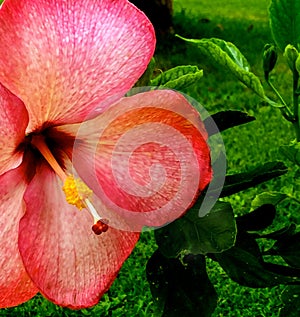 Tropical Hibiscus State Flower Hawaii Close Up Macro