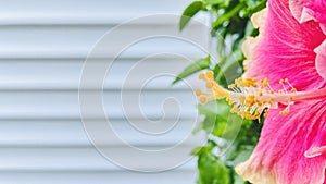 Tropical hibiscus with white panel background.