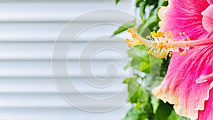 Tropical hibiscus with white panel background. close up.