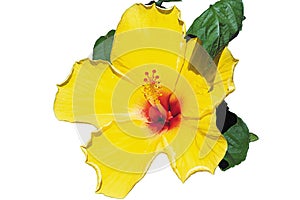 Tropical Hibiscus Yellow with Red Eye Up Tilted