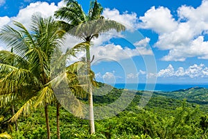 Tropical highland scenery on the Caribbean island of Barbados. It is a paradise destination with a white sand beach and turquoiuse photo