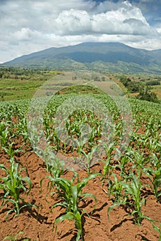 Tropical hilltop corn field