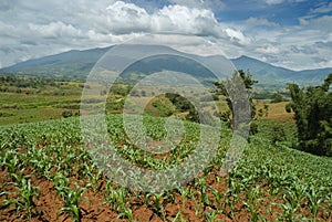 Tropical hilltop with cornfields