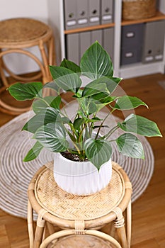 Tropical `Homalomena Rubescens Emerald Gem` houseplant in flower pot on table