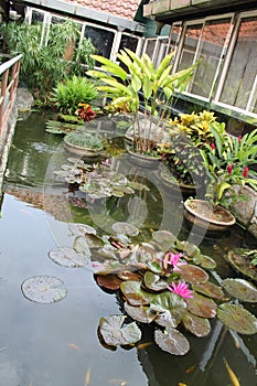 Tropical home lake garden