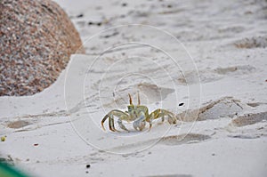 Tropical Horned Ghost Crab