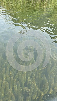 Tropical hornwort in the water