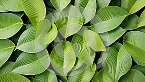 Tropical hosta leaves, floral pattern background, concept of nature