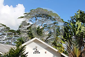 Tropical house in the jungle