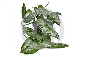 Tropical house plant called `Scindapsus Pictus Exotica` or `Satin Pothos` with velvet texture and silver spot pattern