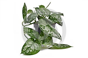 Tropical house plant called `Scindapsus Pictus Exotica` or `Satin Pothos` with velvet texture and silver spot pattern photo