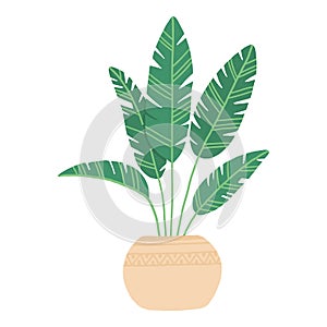 Tropical house plant pot. Ficus, monstera, protea, pellaea, succulent in various pot, vase. Scandinavian cozy home decor