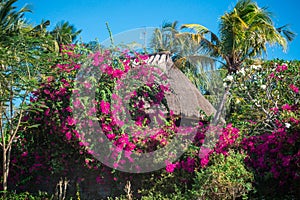 Tropical house with thatched rood and palm trees, bush and pink flowers around