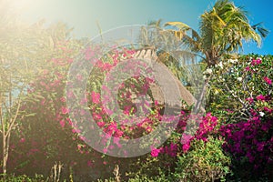 Tropical house with thatched rood and palm trees, bush and pink flowers around