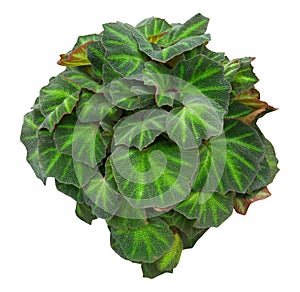 Tropical houseplant \'Begonia soli mutata\' with dark green stripes