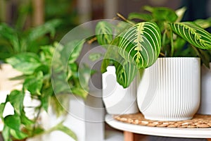Tropical houseplant called `Maranta Leuconeura Lemon Lime` in flower pot on table