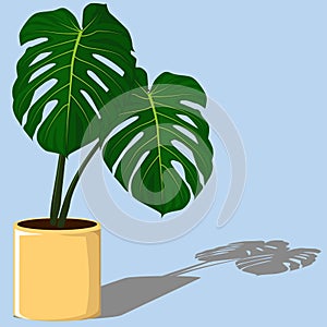 Tropical Houseplant, Green Monstera-punctulata Plant