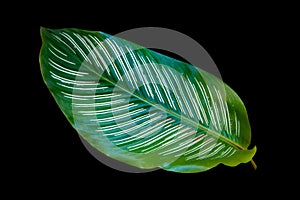 Tropical Houseplant Pin-stripe Calathea Isolated on black Background, clipping path included