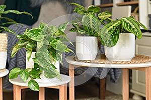 Tropical houseplants like `Marble Queen` pothos or prayer plant in flower pots on side tables in room
