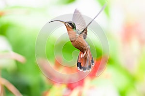 Tropical hummingbird with a curved beak frozen in motion