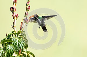 Tropical hummingbird feeding on nectar from an orange flower