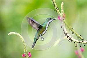 Tropical hummingbird in a garden feeding on a pink Vervain flower