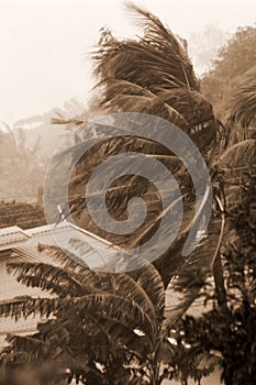 Tropical hurricane, house, palm-trees. Sepia picture.