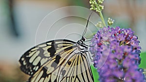 Tropical Idea Leuconoe Rice Paper Kite Butterfly Sipping Nectar Pollinating Flower at Zoo Butterfly House Exhibition