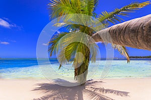 Tropical idyllic caribbean beach with palm tree, Punta Cana, Dominican Republic