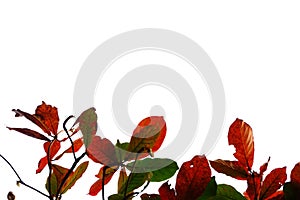 Tropical Indian almond red green leaves with branches on white isolated background
