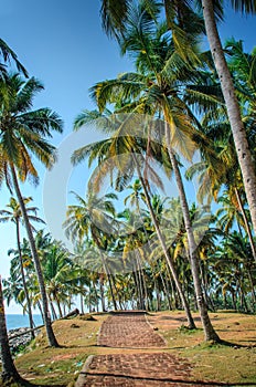 Tropical Indian village in Varkala, Kerala, India