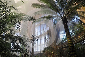 A tropical indoor garden filled with mist, tall palm trees, lush green trees and plants hanging on the walls with skylights